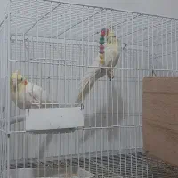 دوجفت عروس هلندی سالم وسلامت کاملاسرحال صحبت میکنن|پرنده|چناران, |دیوار