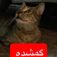 گربه گمشده