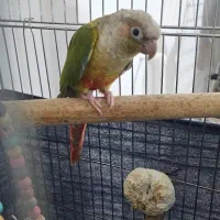 طوطی گرینچیک سخنگو رام رام|پرنده|محمدشهر, محمدشهر|دیوار