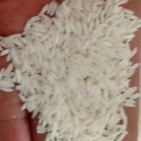 برنجی درشت هاشمی