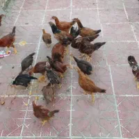 جوجه محلی