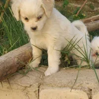 توله سگی زیبا و استثنایی