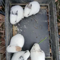 خرگوش خونگی