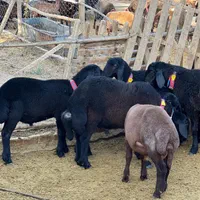 بره قوچ هترو همو قره قزل