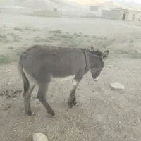 کره خر ماده ی بالغ وخوش اخلاق