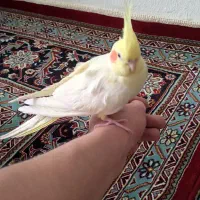 یک جفت عروس هلندی|پرنده|همدان, |دیوار