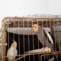 عروس هلندی|پرنده|کامیاران, |دیوار