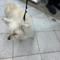 سگ شیتزو|سگ|سنندج, |دیوار