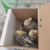 گمشده