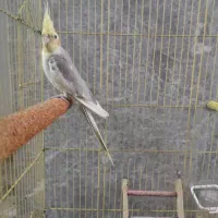 عروس. هلندی نر نطفه دار به شرط