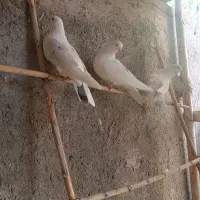 کفترتک پر|پرنده|مینودشت, |دیوار