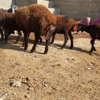 گوسفند بره طخلی ماده افشار و قره قزل اصل.|حیوانات مزرعه|فردیس, دهکده|دیوار