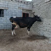 فروش