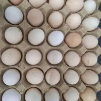 تخم نطفه دار اصیل