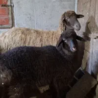 گوسفند با بره