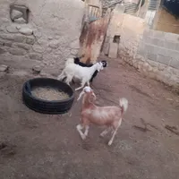 چند عدد کهر ماده سرحال به فروش می رسد،