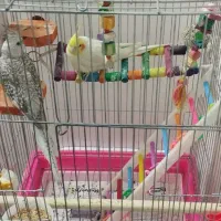 مولد واقعی کارداده مست|پرنده|زنجان, |دیوار