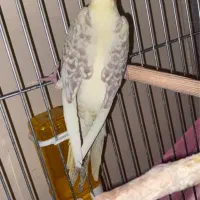 عروس هلندی دوکت مرواریدی