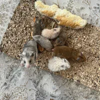 همستر فروشی