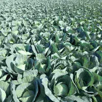 کلم برگ سفید صادرات دبی