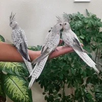 جوجه عروس هلندی|پرنده|خوانسار, |دیوار