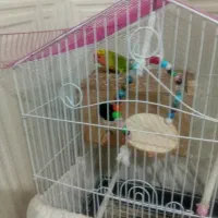 طوطی برزیلی