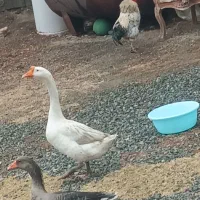 دوعدد قوغاز و یک خروس|حیوانات مزرعه|نوشین شهر, |دیوار