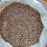 600 کیلو لوبیا چیتی