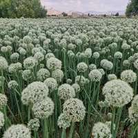 بذر پیاز روز کوتاه و روز بلنده|عمده‌فروشی|تیران, |دیوار