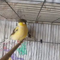 قناری گلستر اورجینال جفت با قفس