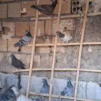 کبوتر|پرنده|دشتابی, |دیوار