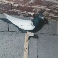 کبوتر سینه سیاه پریده