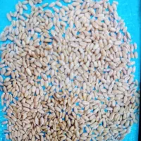 گندم بوجاری و ذرت،و،سویا