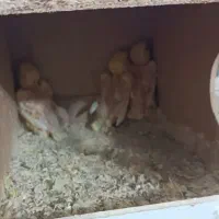 جفت طوطی کوتوله زرد صورت هلویی مولد با جوجه|پرنده|خمینی‌شهر, |دیوار