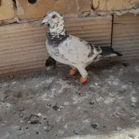 کفتر سوسکی ماده