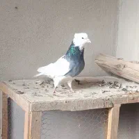 کفتر پرنده|پرنده|محمدیه-قزوین, |دیوار