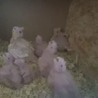 عروس هلندی|پرنده|کرباسک, |دیوار