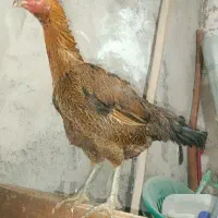 خروس ومرغ لاری|حیوانات مزرعه|قم, ولیعصر|دیوار