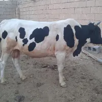 گاو نر فحل چهار ساله پر گوشت وسالم|حیوانات مزرعه|کرخه, |دیوار