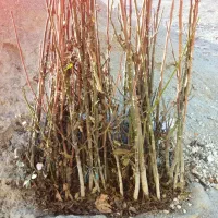 نهال گردو|گل و گیاه طبیعی|محمدشهر, کوی بهار|دیوار