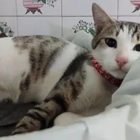 گربه گم شده