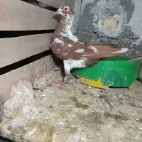 ماده میلمنز|پرنده|شبانکاره, |دیوار