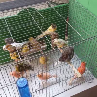 معاوضه قناری بامرغ تخمگذار جوان