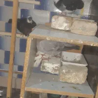 کفتر دونه ای ۲۰۰|پرنده|رباط‌کریم, رباط‌کریم|دیوار