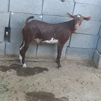 نر صلاله|حیوانات مزرعه|بندرعباس, |دیوار