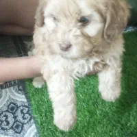 واگذاری توله سگ