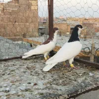 کبوتر پرنده.|پرنده|اقبالیه, |دیوار