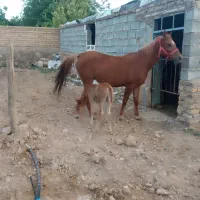 فروش مادیان