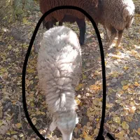 بره نر شیشک امسالی خوشگل