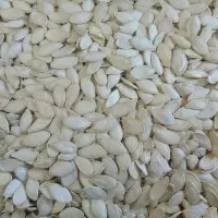 تخمه کدو درجه یک یک